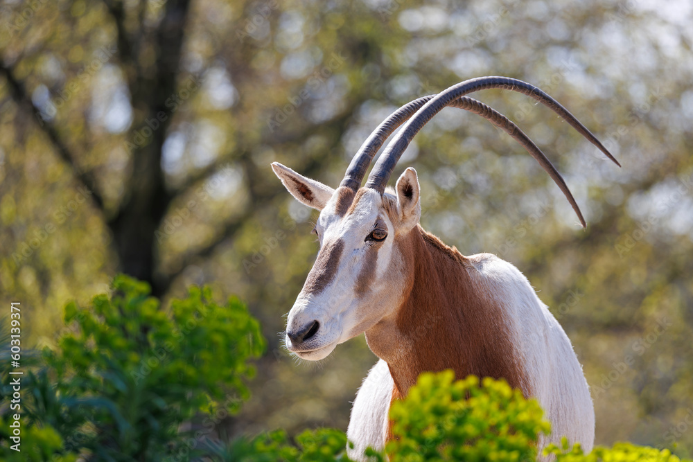 Scimitar oryx, Oryx dammah, also known as the scimitar-horned oryx and the Sahara oryx