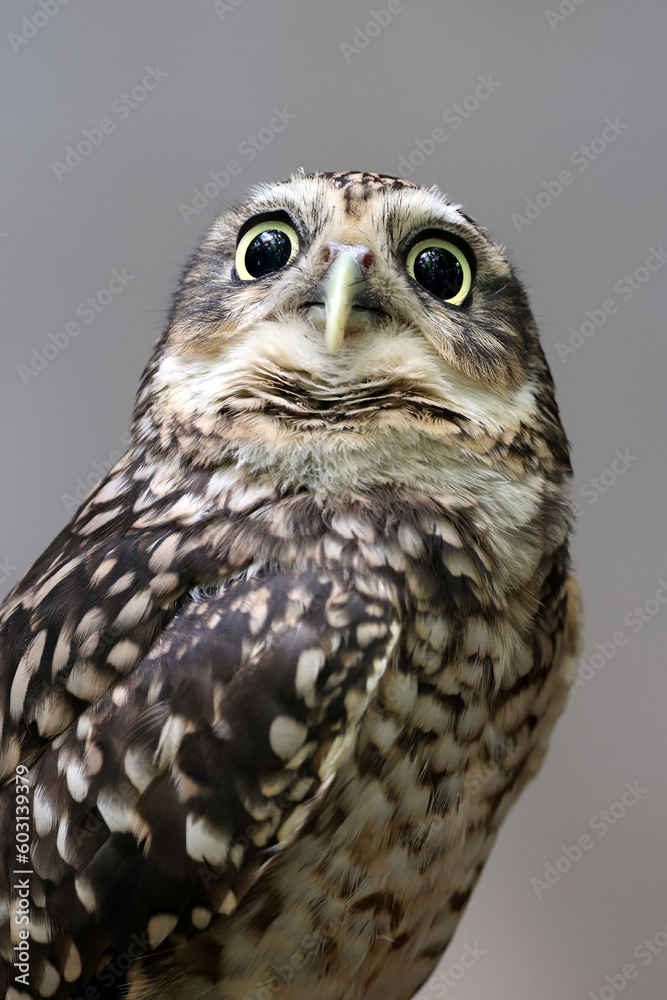 Obraz premium Burrowing owl (Athene cunicularia) closeup shot on blurred background