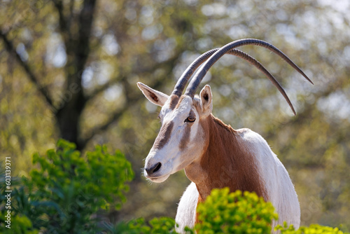 Obraz na płótnie Scimitar oryx, Oryx dammah, also known as the scimitar-horned oryx and the Sahara oryx w salonie