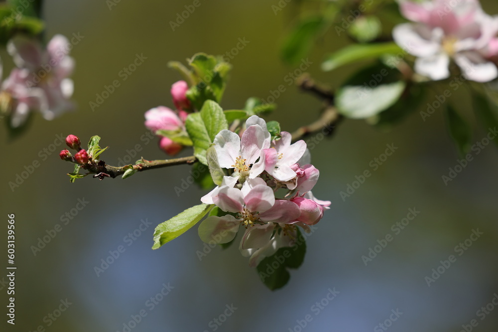 Closeup of blossoming branch of apple tree