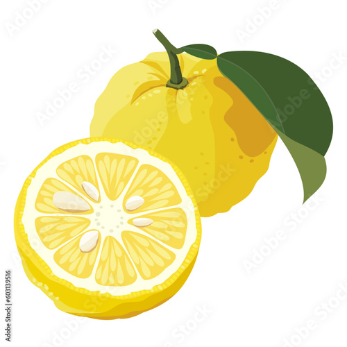 Vector Illustration of Yuzu Japanese Citrus Set