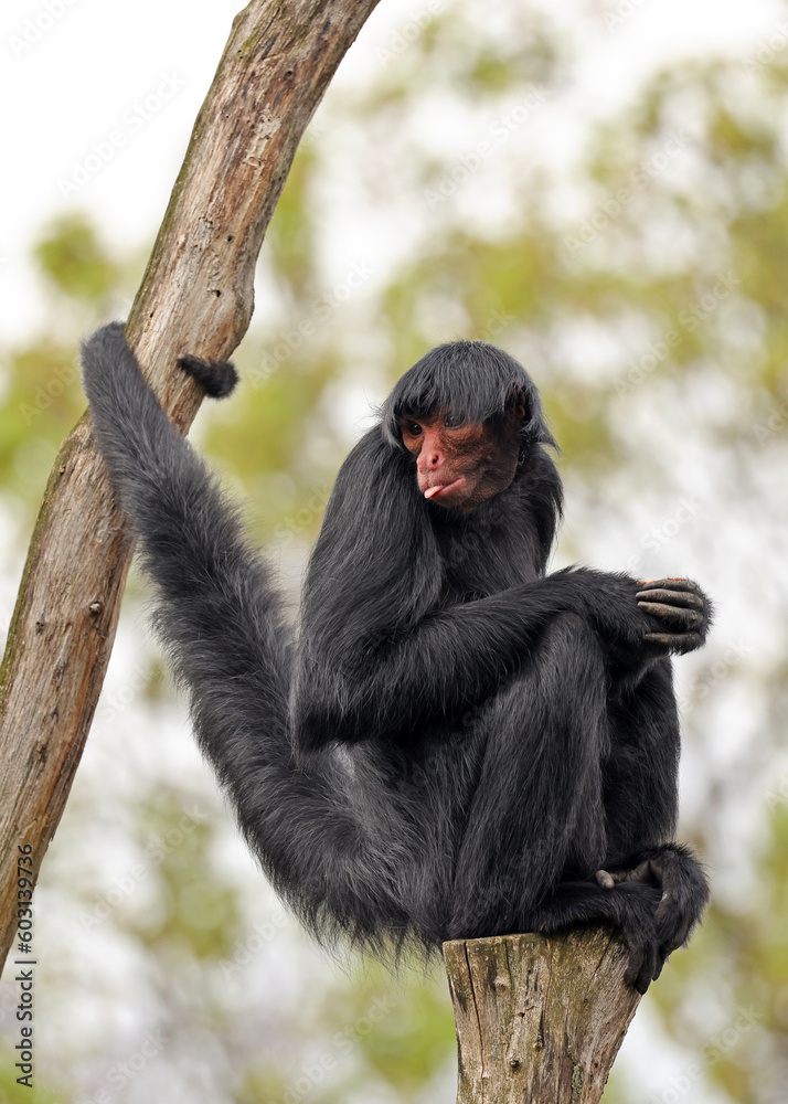Red-faced spider monkey, Ateles paniscus, also known as the Guiana