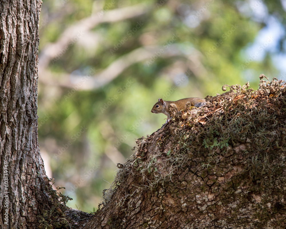 Fototapeta premium Squirrel on a tree limb