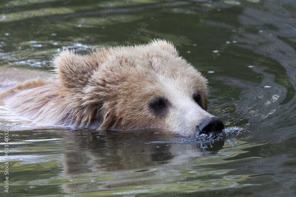 Fototapeta premium bear in water