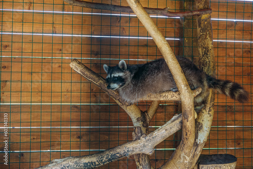 Fotografie Raccoon resting in captivity lying on a branch