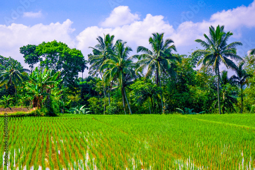 Wallpaper Mural Coconut trees and the rice fields with blue sky background Torontodigital.ca
