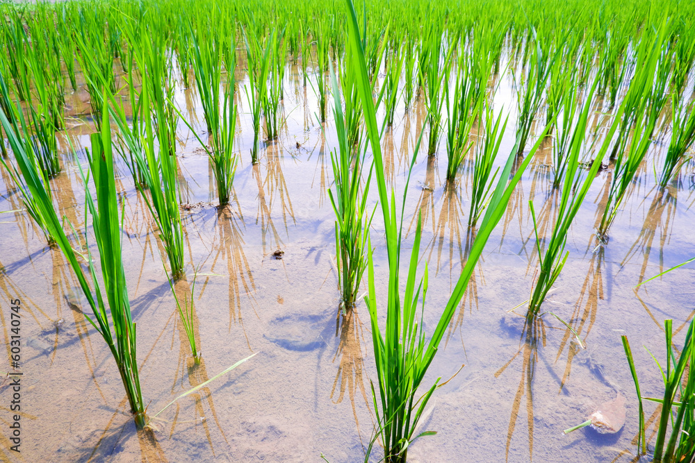 rice fields on a sunny morning rice fields on a sunny morning