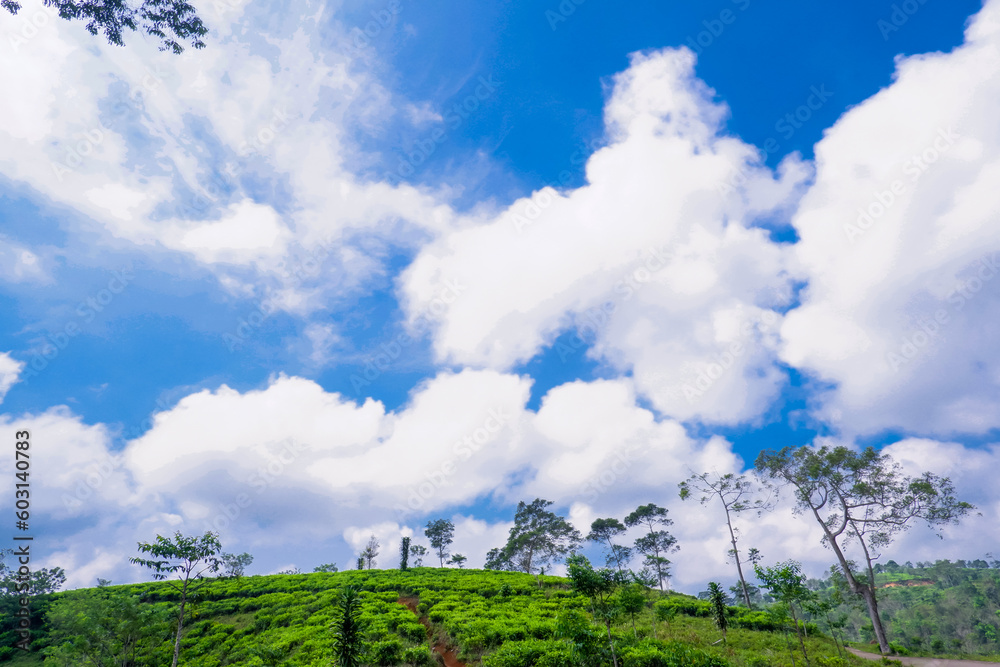 beutyfull Landscape green meadows with beutyfull blue sky and white clouds in day ligth for background beutyfull Landscape green meadows with beutyfull blue sky and white clouds in day ligth for background