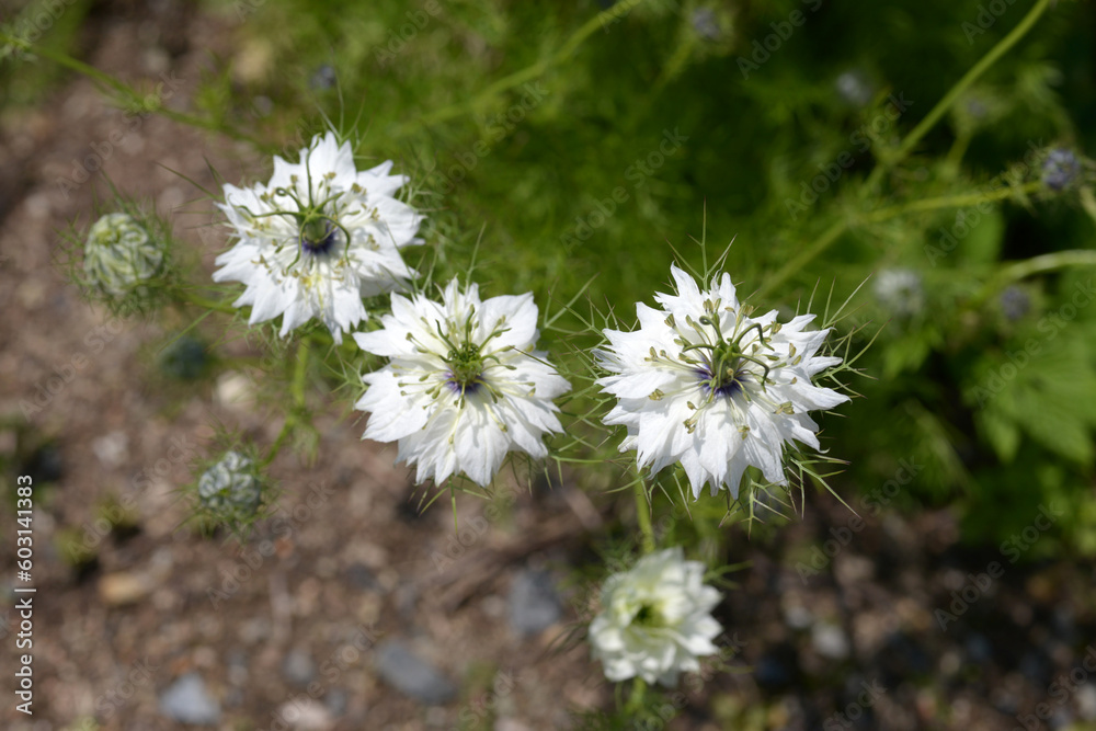 custom made wallpaper toronto digitalクロタネソウ