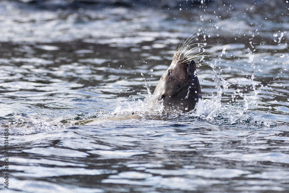 Naklejka premium splash in the water
