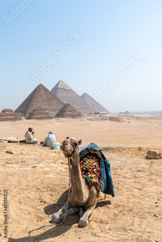 Colorfully saddled camel sitting and relaxing in front of the Pyramids of Giza