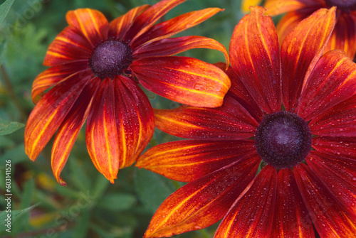 red orange yellow coneflowers morning dewdrops Clemson South Carolina photo