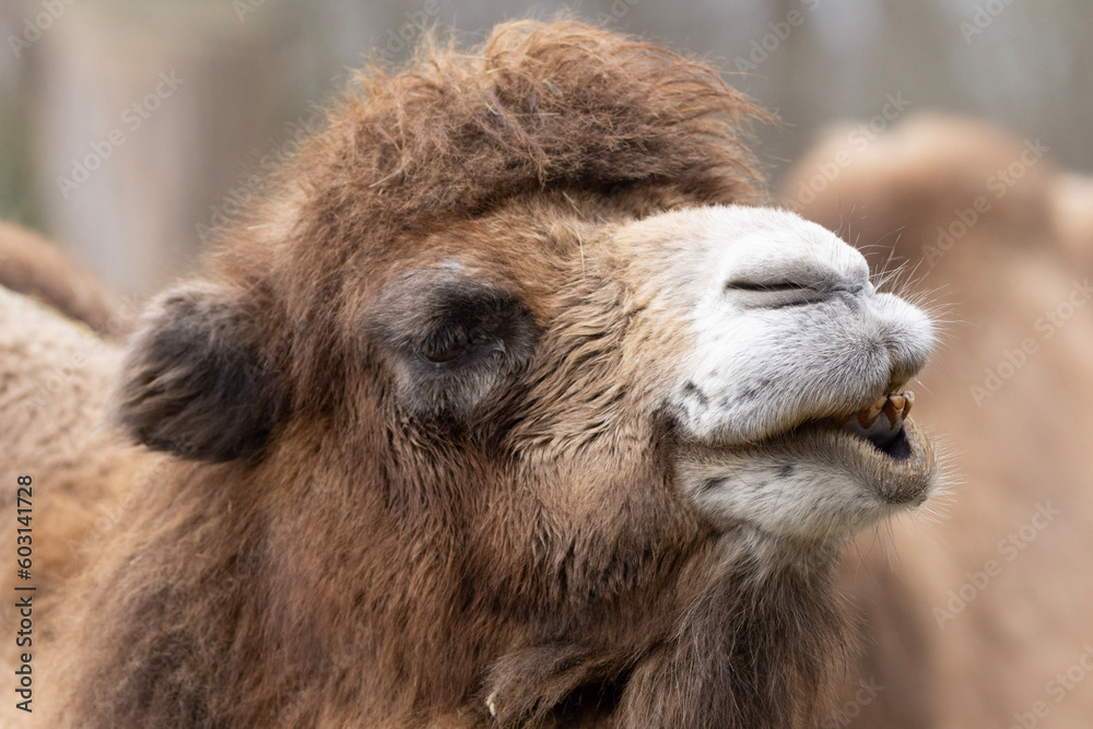 camel close up