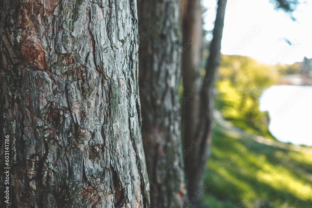 Pine forest background, spring nature Pine forest background, spring nature