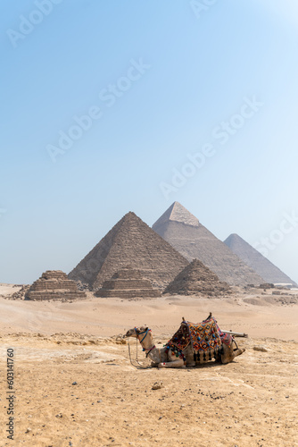 Colorfully saddled camel sitting and relaxing in front of the Pyramids of Giza