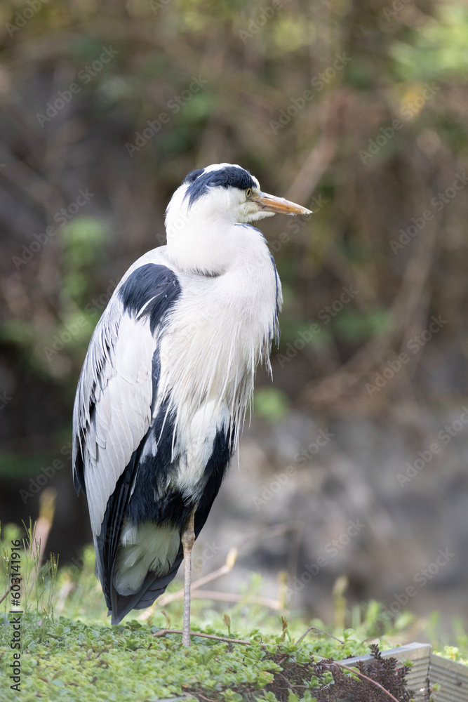 great blue heron