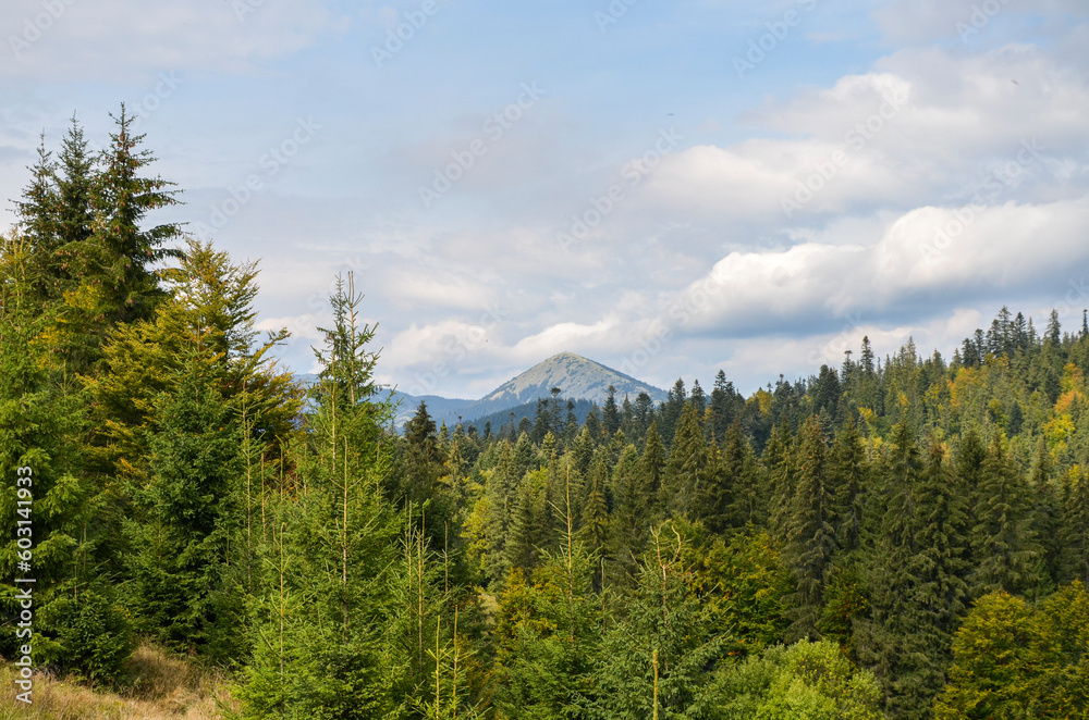A wonderful view of the Carpathian mountain slopes, densely covered with green forest and mount Khomyak on background, Ukraine