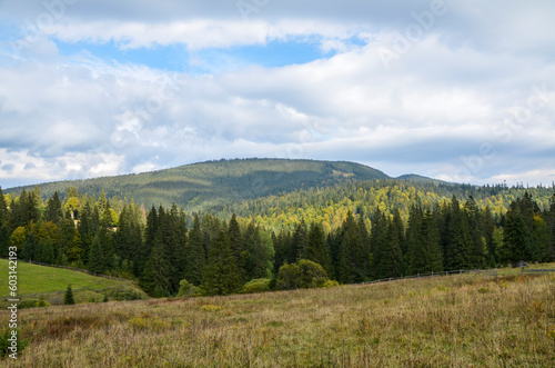 Beautiful alpine grassy meadow with forest on hillside in Carpathians. Landscape of mountain countryside with gorgeous cloudscape