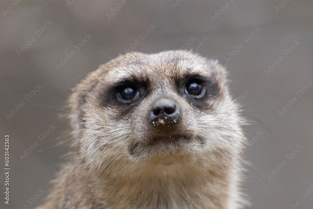 meerkat on guard