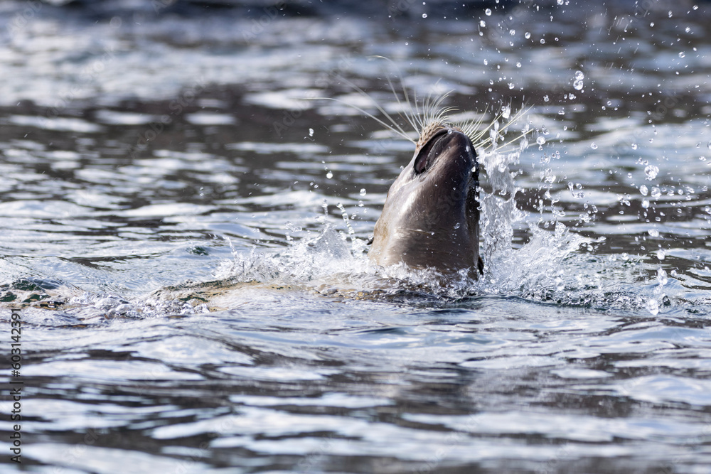 sealin water