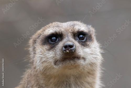 Obraz na płótnie meerkat on guard w salonie