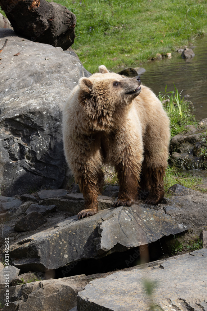 brown bear in the forest
