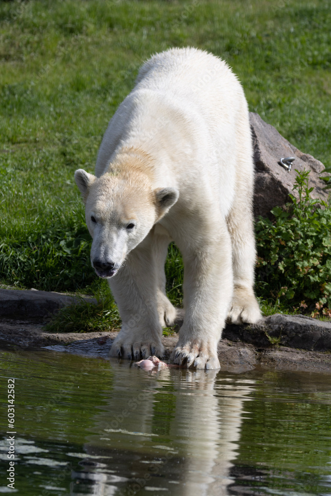 polar bear cub