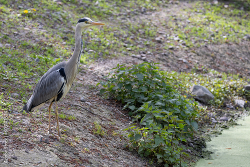 Obraz na płótnie great blue heron w salonie