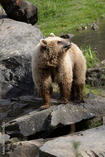 Obraz na płótnie brown bear in the forest w salonie