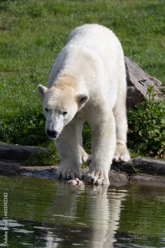 Obraz na płótnie polar bear cub w salonie