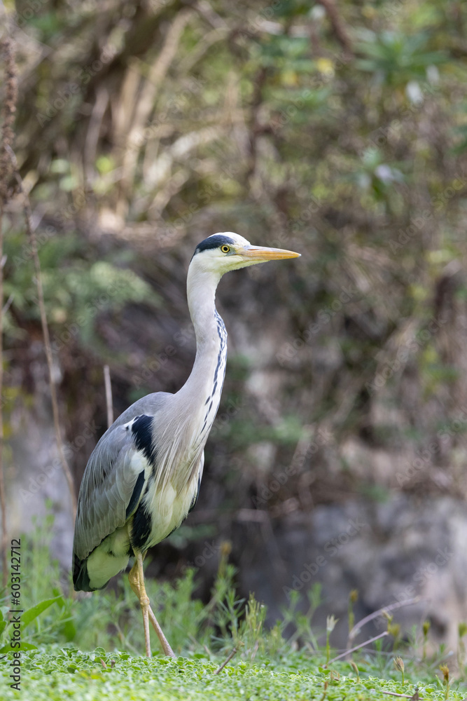 great blue heron