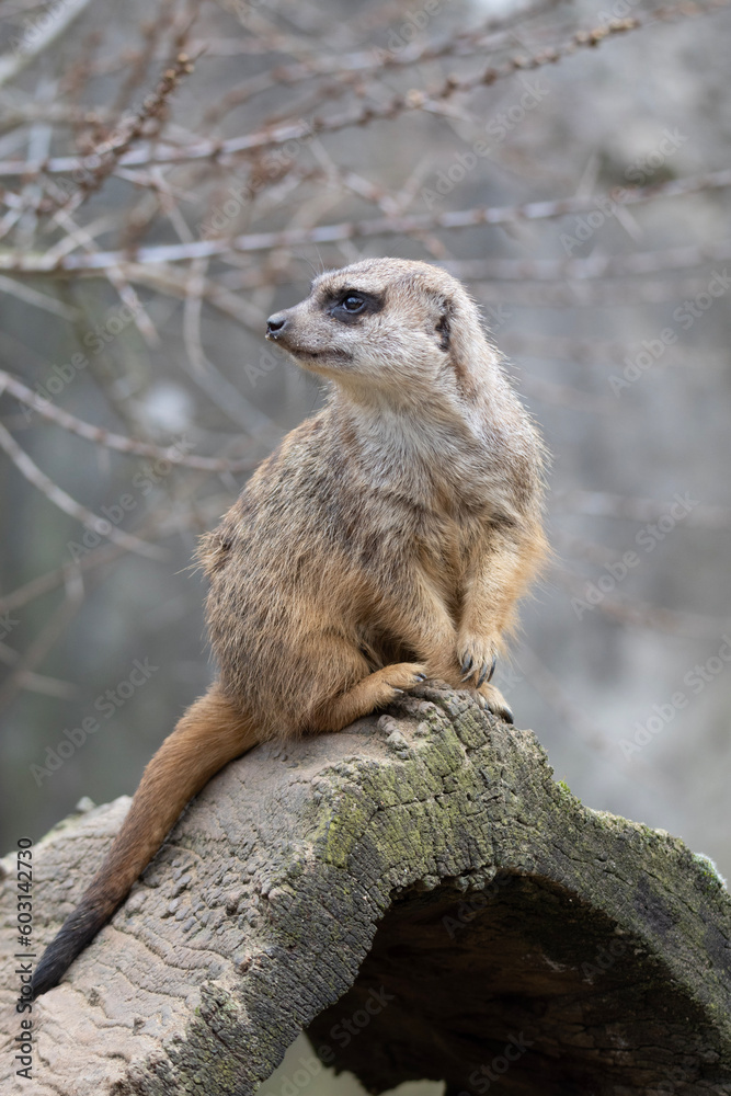 meerkat on guard