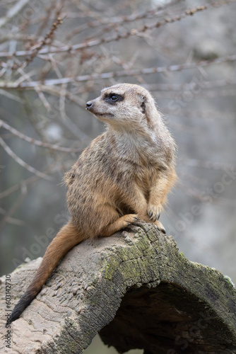 Obraz na płótnie meerkat on guard w salonie