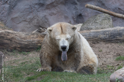 Obraz na płótnie polar bear cub w salonie