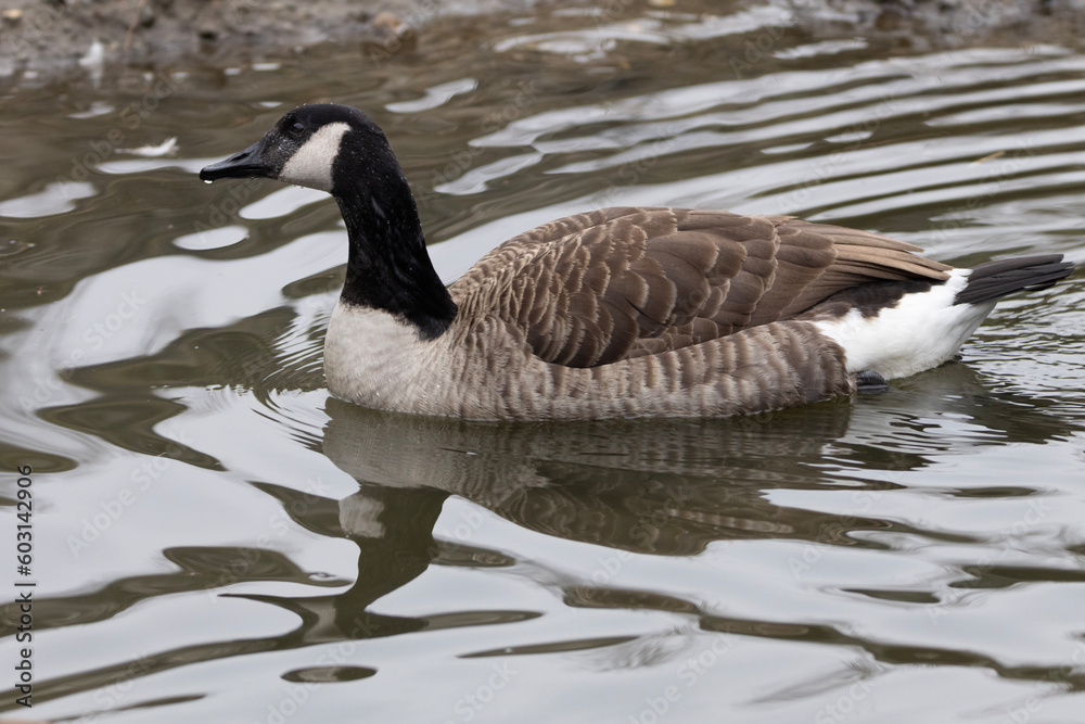 country goose branta canadensis