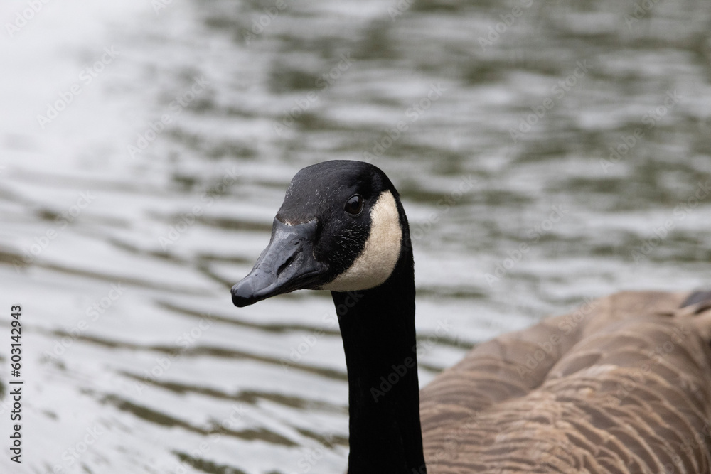 country goose branta canadensis