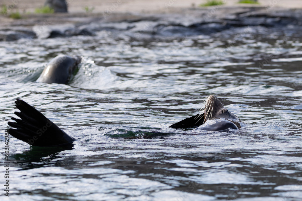 seal in water