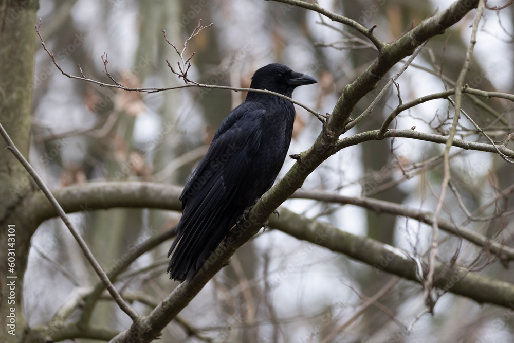 black blackbird