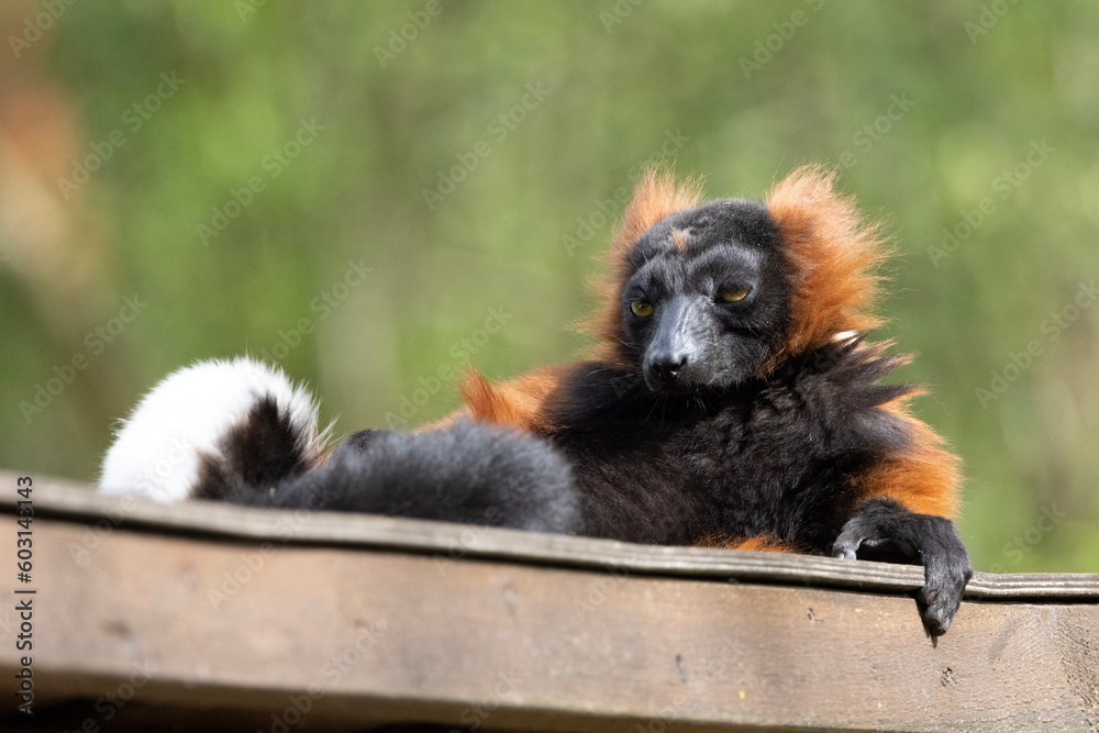 lemur on tree