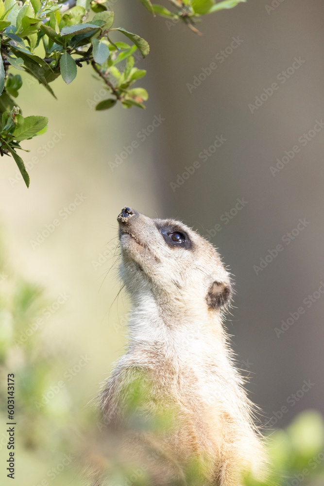 meerkat on guard