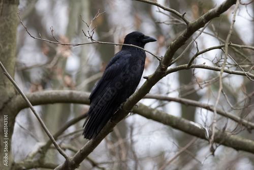 Obraz na płótnie black blackbird w salonie