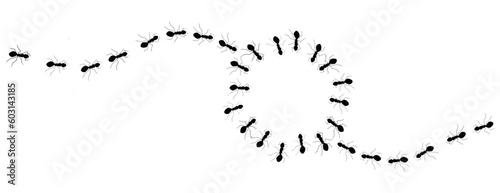 Lines of black ants encircle a blank space that could be used for text or artwork in  an illustration isolated on a white background.