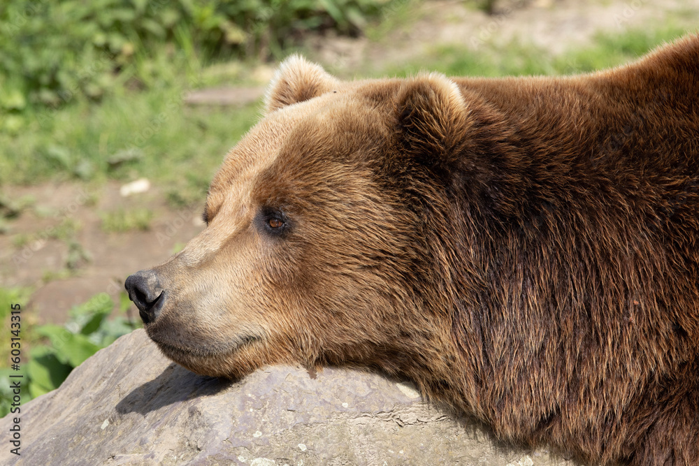 brown bear cub