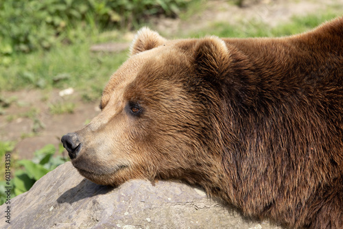 Obraz na płótnie brown bear cub w salonie