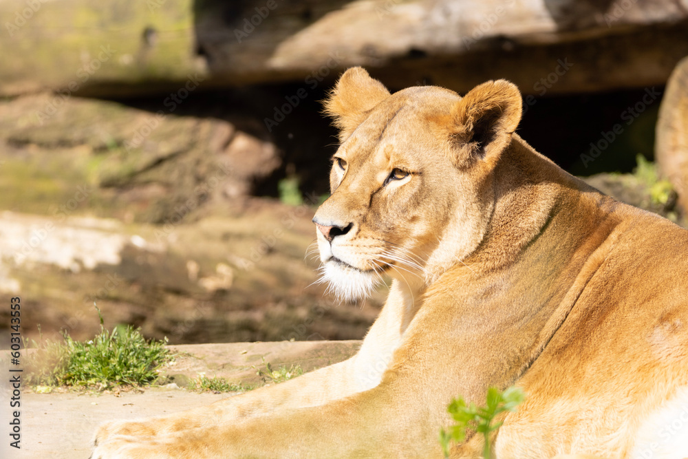 lioness