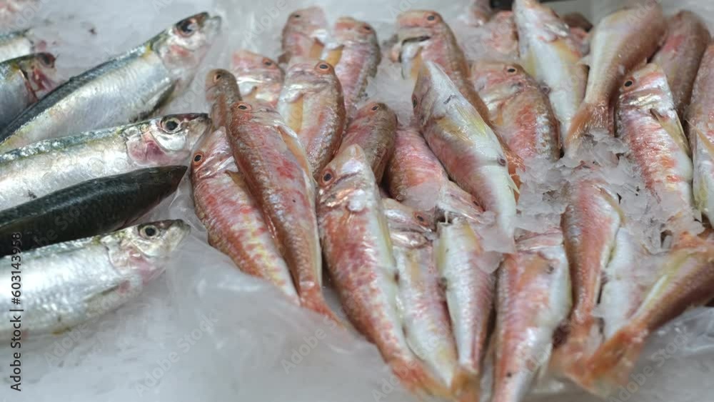Different fresh fish in the ice. Open showcases of seafood market or fish store. Different fresh fish in the ice. Open showcases of seafood market or fish store.