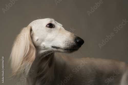 White Saluki Studio Portrait Close up photo