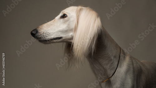 Studio Portrait Of White Saluki Dog  photo
