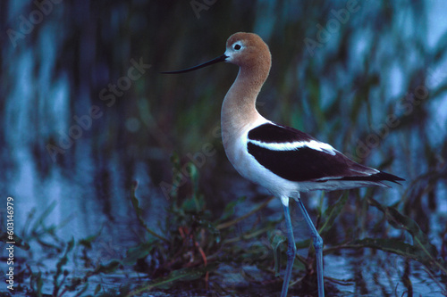 American Avocet (recurvirostra americana) near nest North Dakota