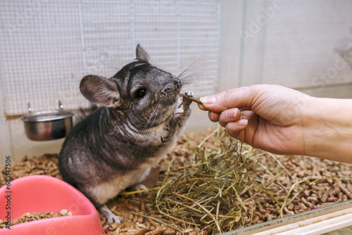 The chinchilla is fed by hand photo